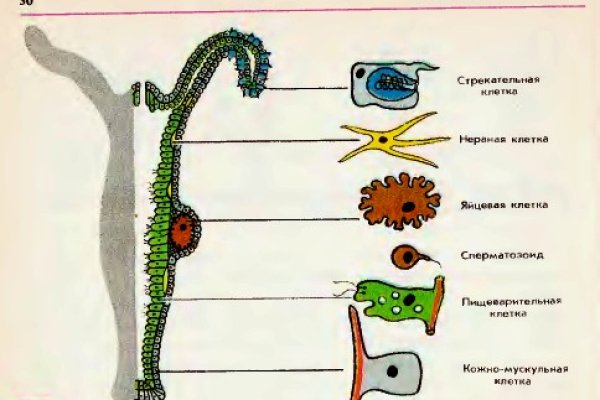 Kraken зеркало стор